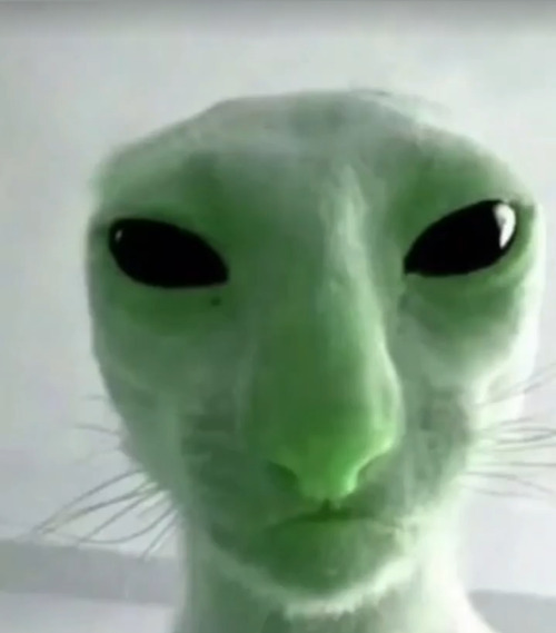 Gato alien 2