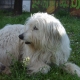 Maximiliano Daz V.